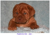 pups2007 004